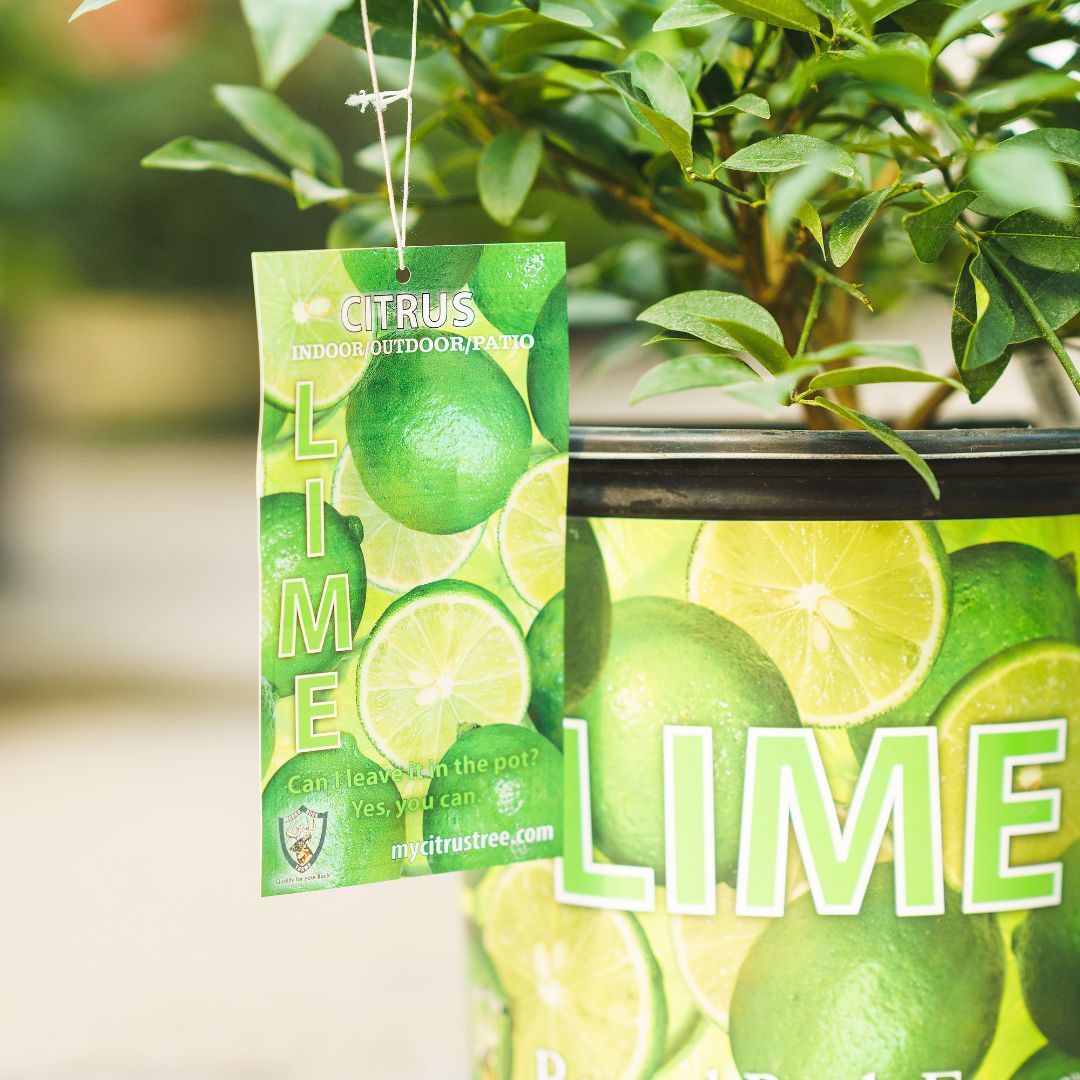 Key Lime Tree – Limequat – #3 Container